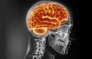 skeleton and brain